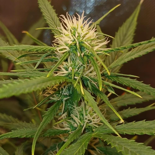 Purple Lemonade Auto Week 7