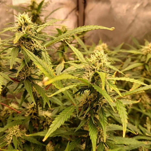 Purple Lemonade Auto Week 8