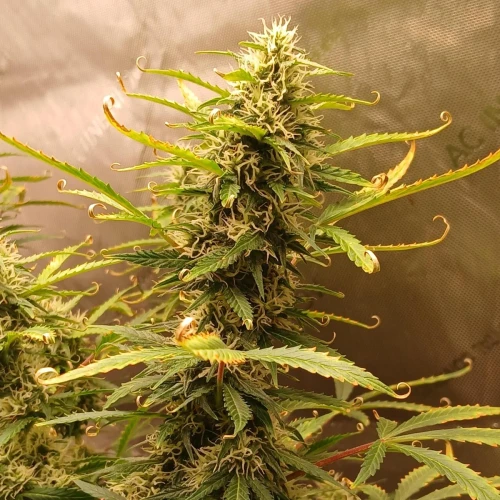 Purple Lemonade Auto Week 9