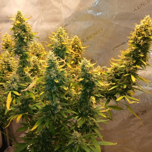 Purple Lemonade Auto Week 10