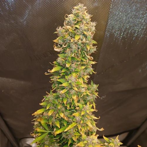 Purple Lemonade Auto Week 11