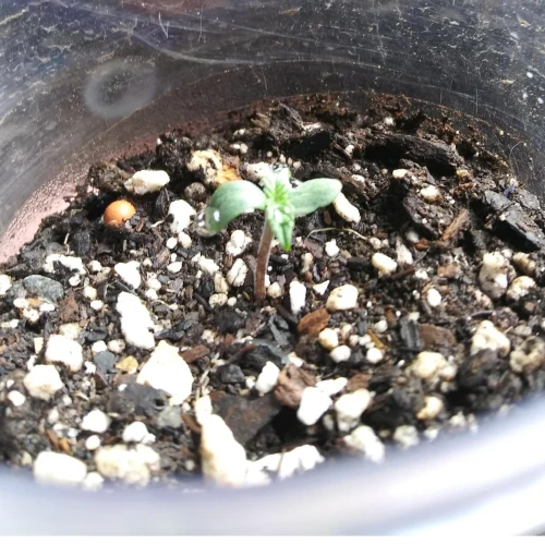 Red Devil Auto Week 1