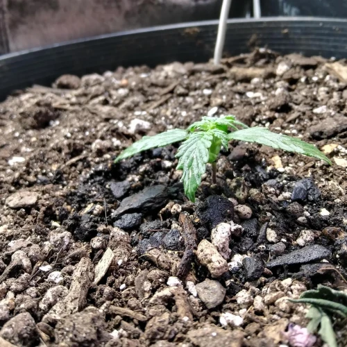 Red Devil Auto Week 2