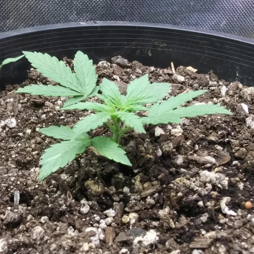 Red Devil Auto Week 3