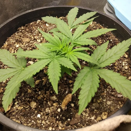 Red Devil Auto Week 4