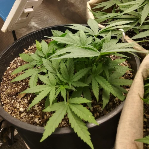 Red Devil Auto Week 5