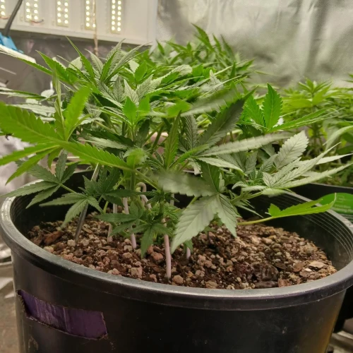 Red Devil Auto Week 6