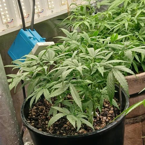 Red Devil Auto Week 7