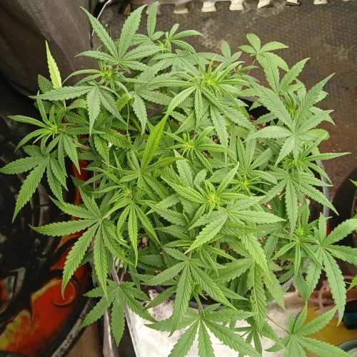 Red Devil Auto Week 8