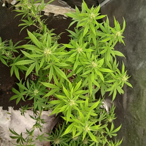 Red Devil Auto Week 10