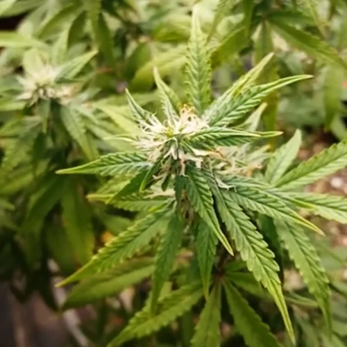 Red Devil Auto Week 11