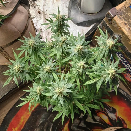 Red Devil Auto Week 12