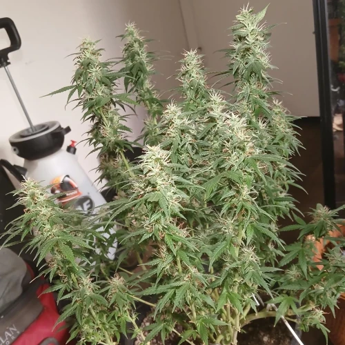 Red Devil Auto Week 13