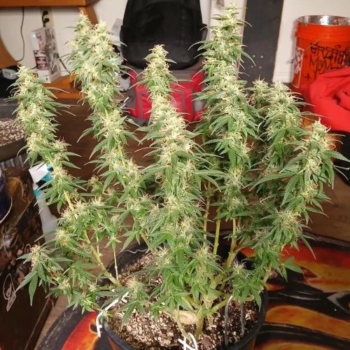 Red Devil Auto Week 14