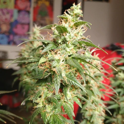 Red Devil Auto Week 15