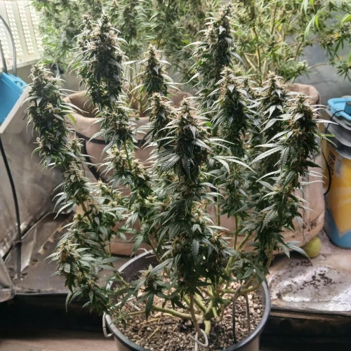Red Devil Auto Week 16