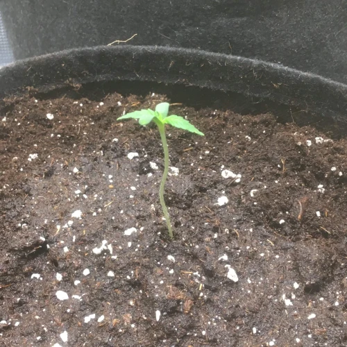 Sexxpot Week 1