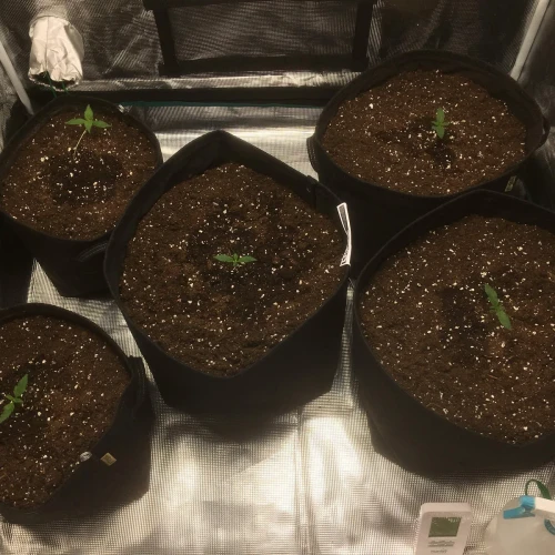 Sexxpot Week 2
