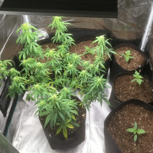 Sexxpot Week 3