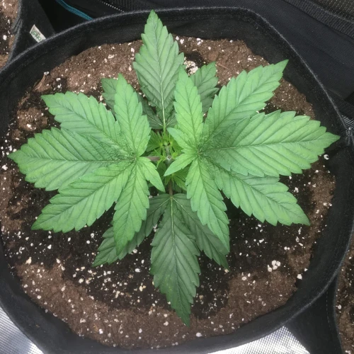 Sexxpot Week 4