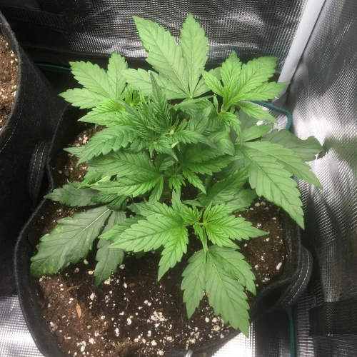 Sexxpot Week 5