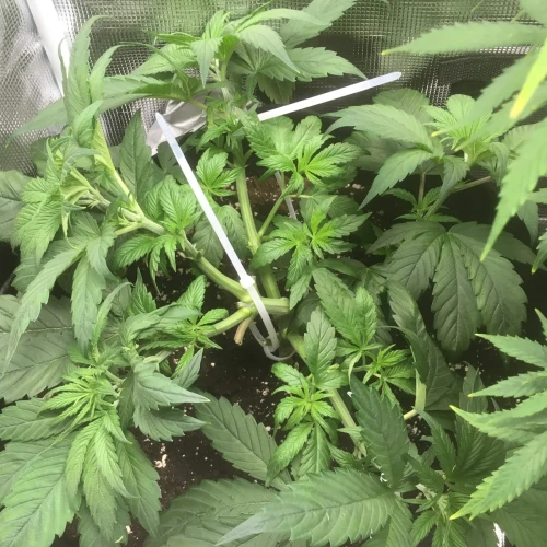 Sexxpot Week 6