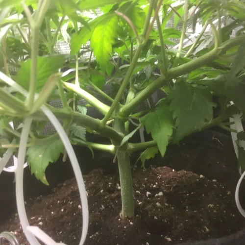 Sexxpot Week 7