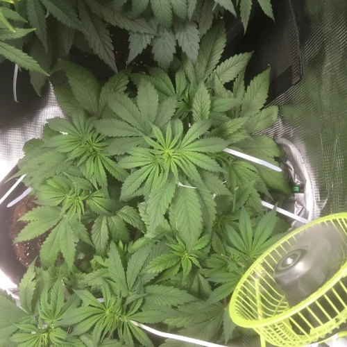 Sexxpot Week 10