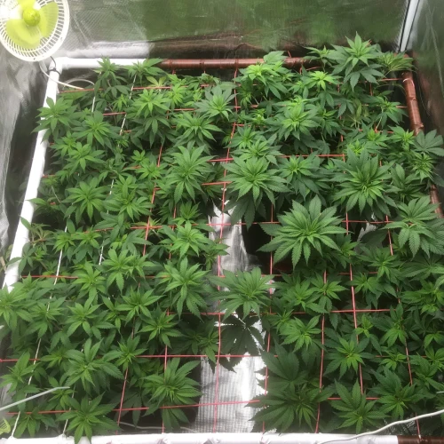 Sexxpot Week 11