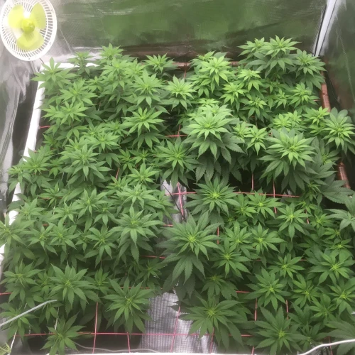 Sexxpot Week 12