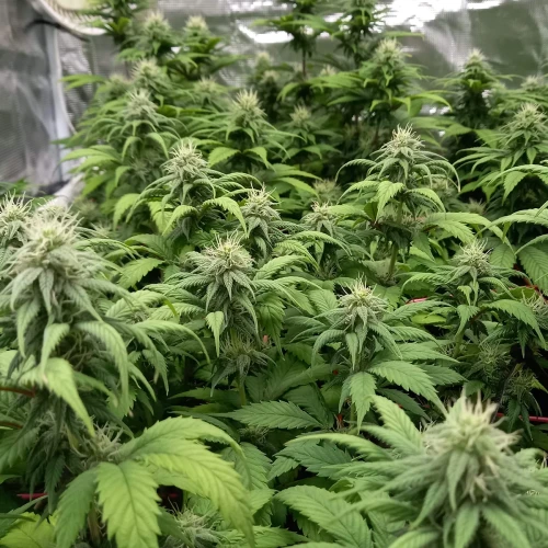 Sexxpot Week 14