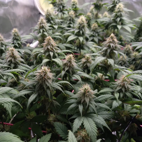 Sexxpot Week 15