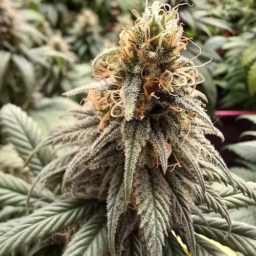 Sexxpot Week 16