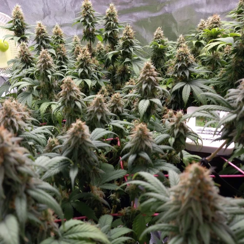 Sexxpot Week 17