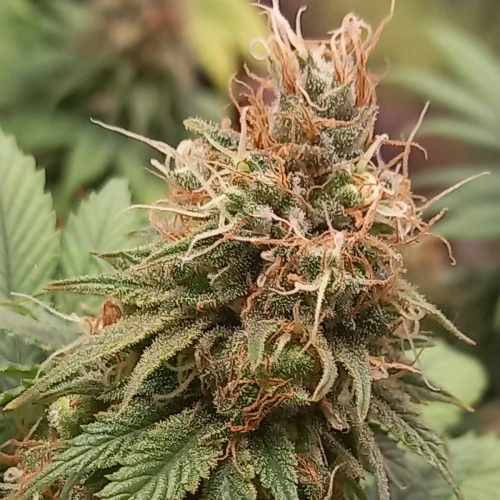Sexxpot Week 18