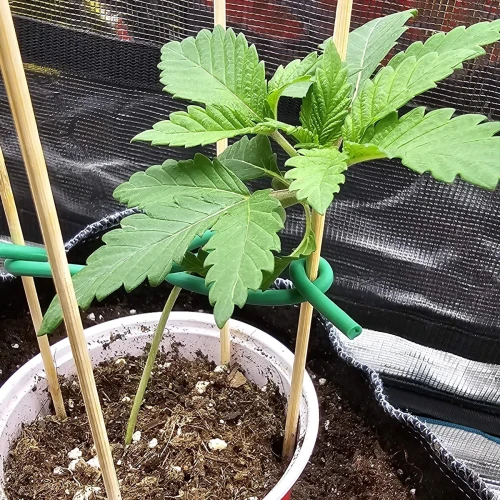 Sleepy Joe OG Week 2