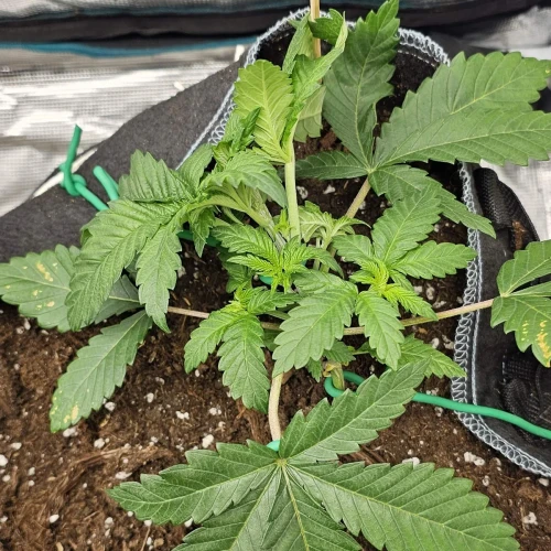 Sleepy Joe OG Week 3
