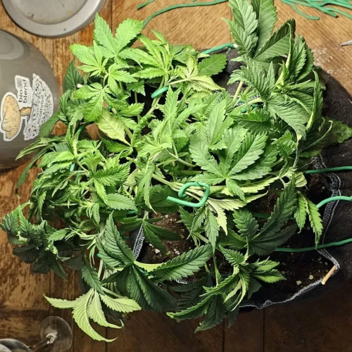 Sleepy Joe OG Week 5