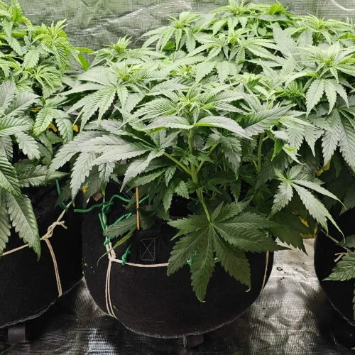 Sleepy Joe OG Week 6
