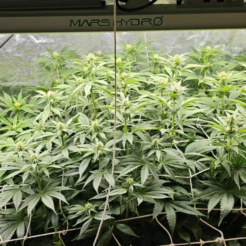 Sleepy Joe OG Week 9
