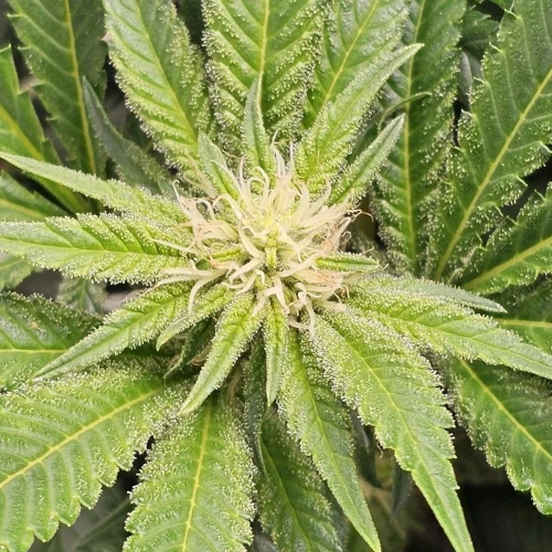 Sleepy Joe OG Week 10