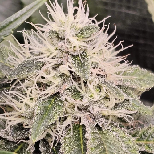 Sleepy Joe OG Week 13