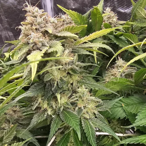 Sleepy Joe OG Week 15
