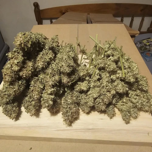 Sleepy Joe OG Week 15