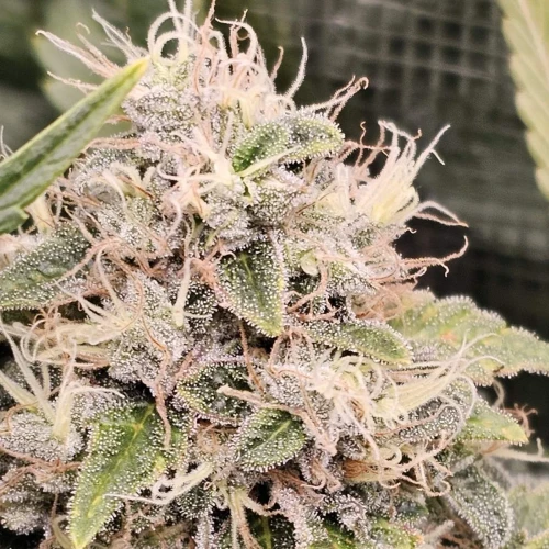 Sleepy Joe OG Week 15