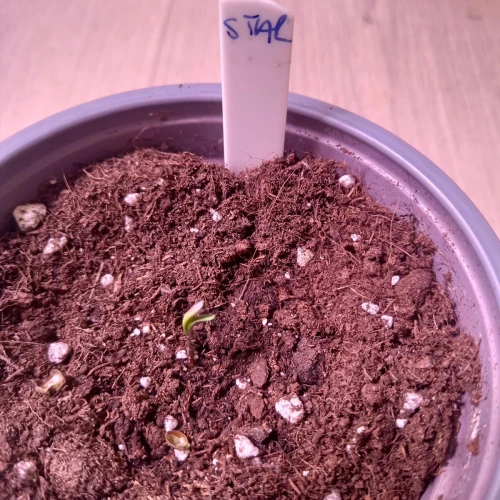 Stardawg Auto Germination Week 