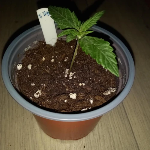 Stardawg Auto Week 1