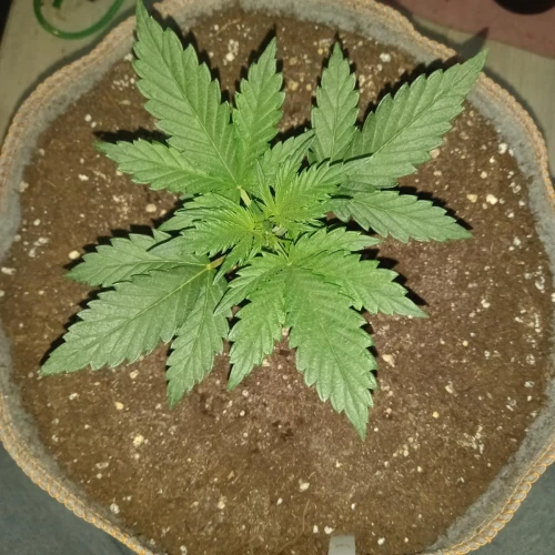 Stardawg Auto Week 2