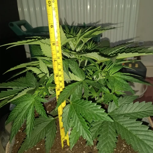 Stardawg Auto Week 3
