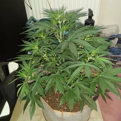 Stardawg Auto Week 4